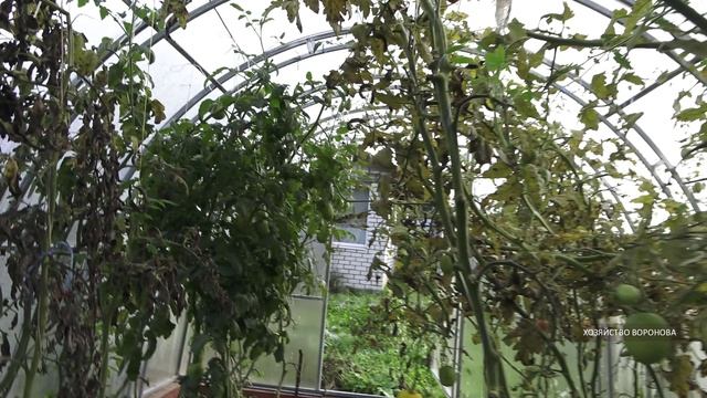 Помидоры в теплице. Сентябрь