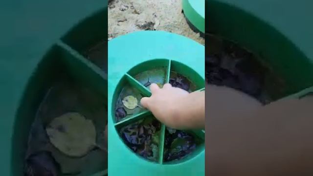 Септик Диамант-5 лет работы!