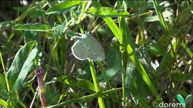 Celastrina (Celastrina)  argiolus (Video for entomological recognition)