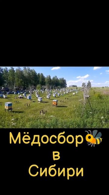 Медосбор в Сибири ,звуки природы. Пчеловодство Красноярья.