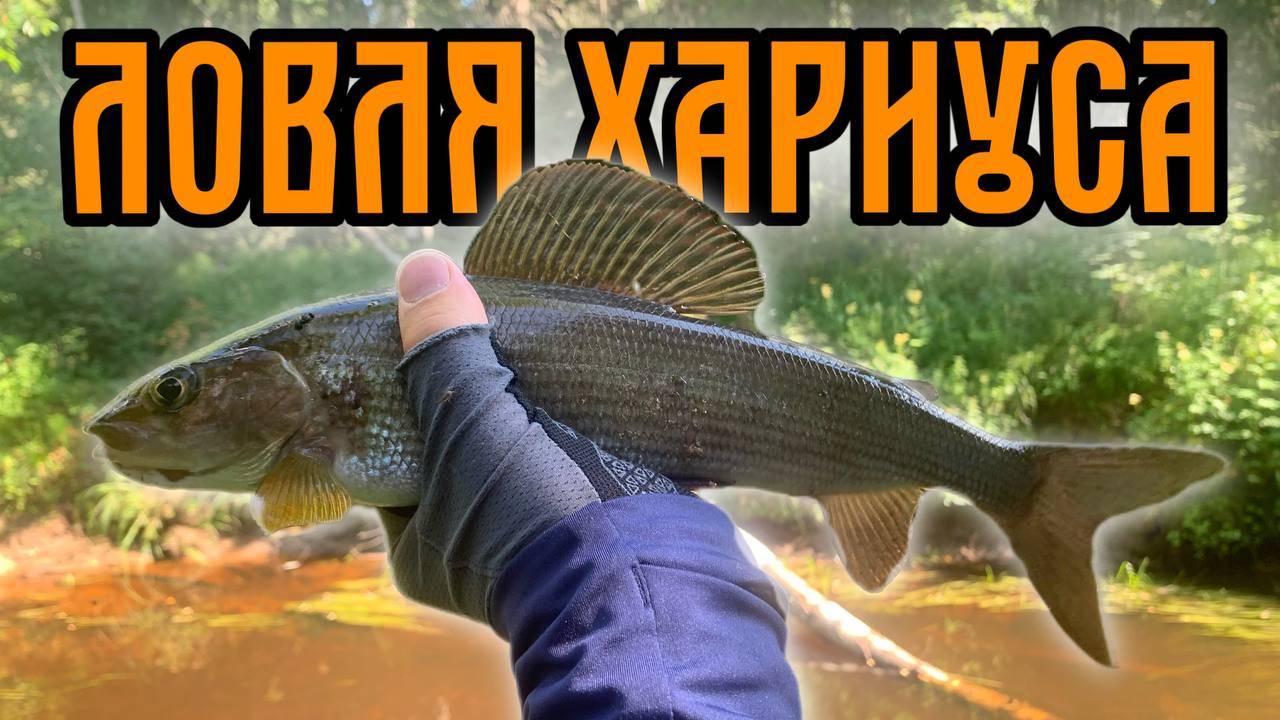 Ловля хариуса на спиннинг в июле | Рыбалка в Архангельской области.