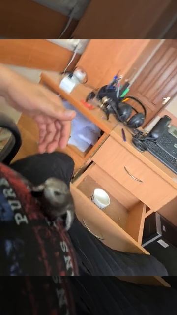 Найден забавный птиц