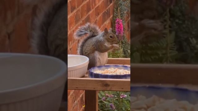 My little friend enjoying the food in my garden