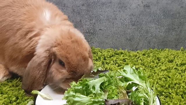 Rabbit LOLA eating salad snack/ ASMR mukbang/SATISFYING VIDEO/АСМР ОТ КРОЛИКА#2