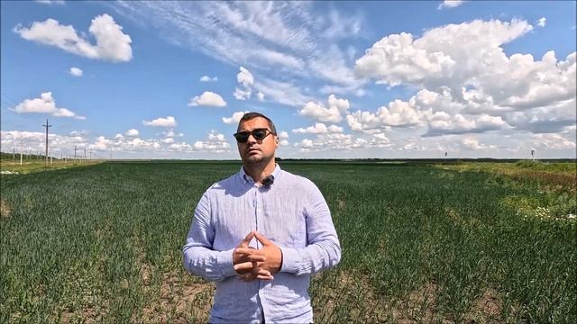 Прогнозы на урожай-2024 в Казахстане: погода, саранча, сайгаки, болезни