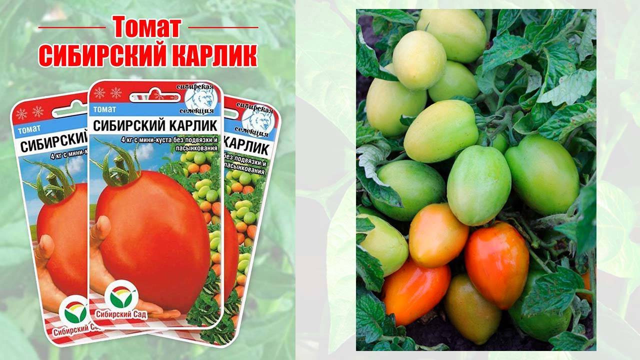 Томат Сибирский карлик