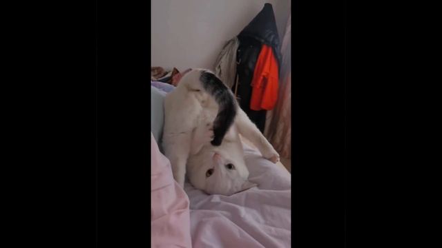 Хвост