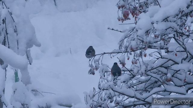 Зимняя сказка. Жизнь в своём доме