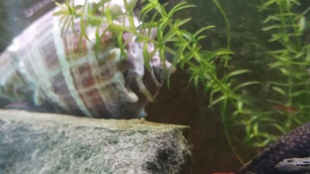 Aqua Tera pepinojoe 🦐🐬🇨🇿(1)