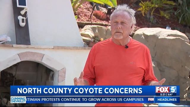 North County residents reporting significant increase in coyote sightings