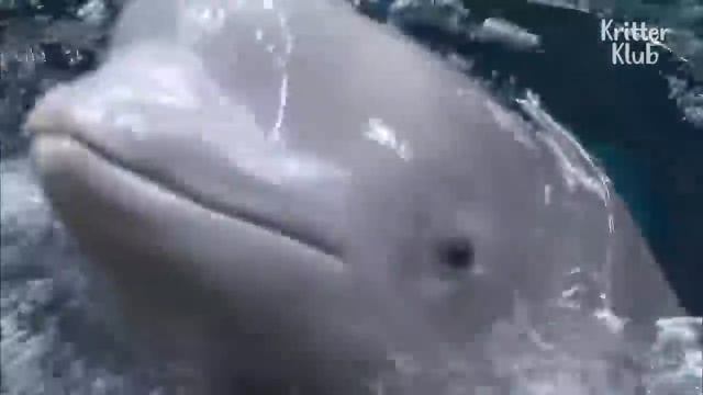 Beluga Whale Has A Crush On A Cute Zookeeper❤❤
