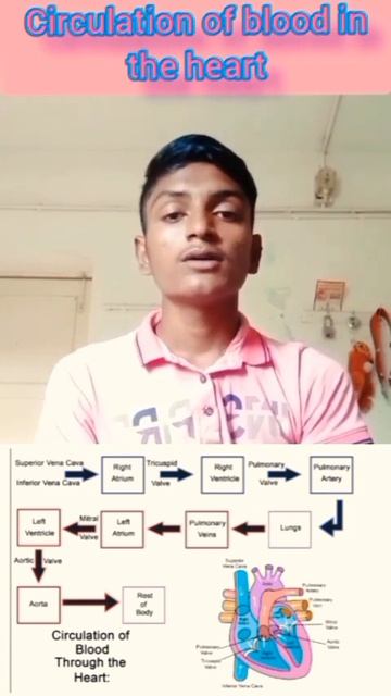 circulation of blood in the heart by bsc nursing associated