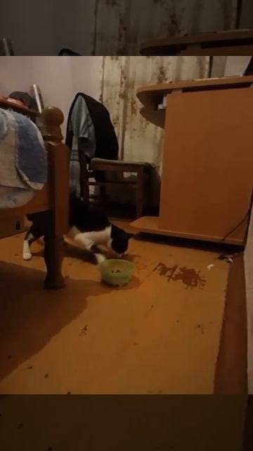 Кошка с  нарушением координации