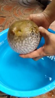 Como um baiacu reage diante de uma ameaça