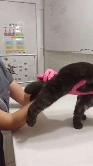Малышка Лола с генетической патологией 😒😞😔