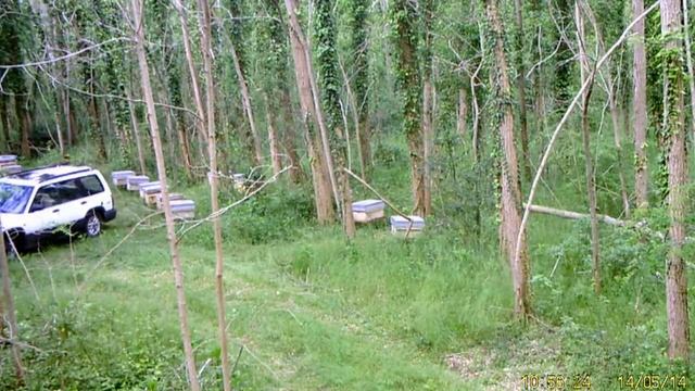 Hunting camera rucher acacias