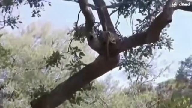 Gorilla rescues baby impala from leopard attack, leopard vs gorilla vs baboon vs impala real fight