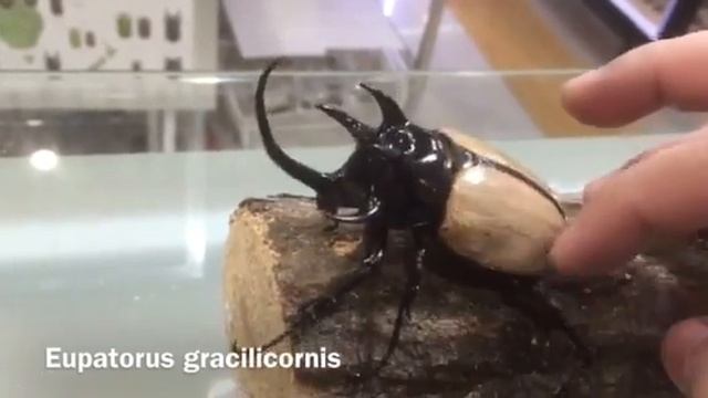 Eupatorus gracilicornis 【BEETLEZ】