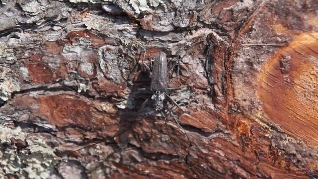 Black Pine Sawyer Beetle II