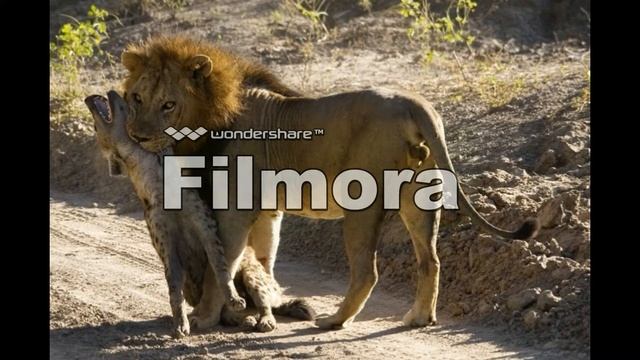 Lion VS Hyaena Hyena 2016 Lion Killed Deadly