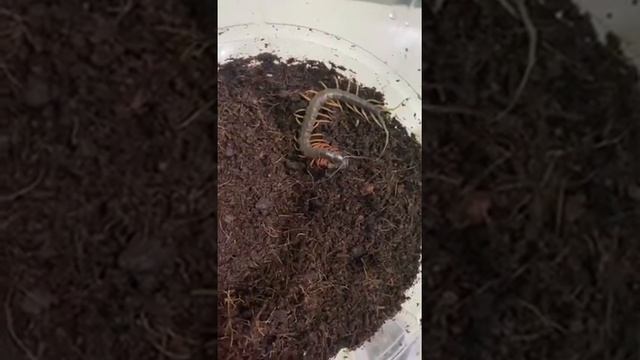 Scolopendra subspinipes