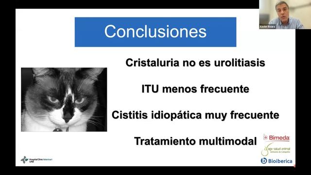 Lo que debes saber de la Cistitis Idiopática Felina