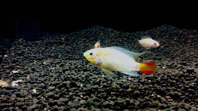 Apistogramma Macmasteri "Gold"