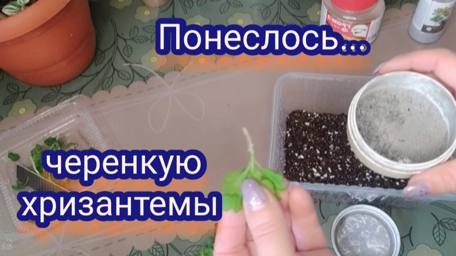 Хризантема мультифлора. Начинаю черенкование.