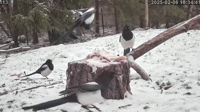 Сороки устроили дележ сала