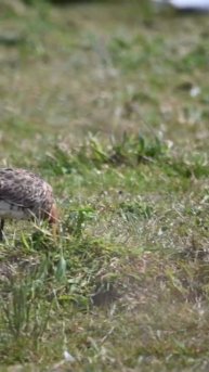 Blacktailed Godwit #nature #wildlife #birds #birdwatching #wildlifewatching #rspb #waderbird