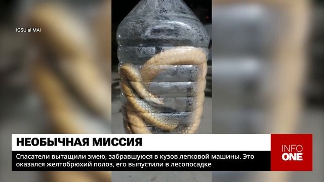 INFO ONE - СПАСАТЕЛИ ВЫТАЩИЛИ ЗМЕЮ, ЗАБРАВШУЮСЯ В КУЗОВ ЛЕГКОВОЙ МАШИНЫ