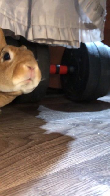 Знокомства кролика с Элей