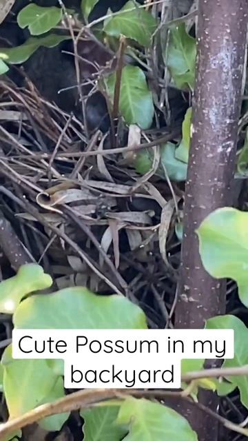 Cute Possum in my backyard