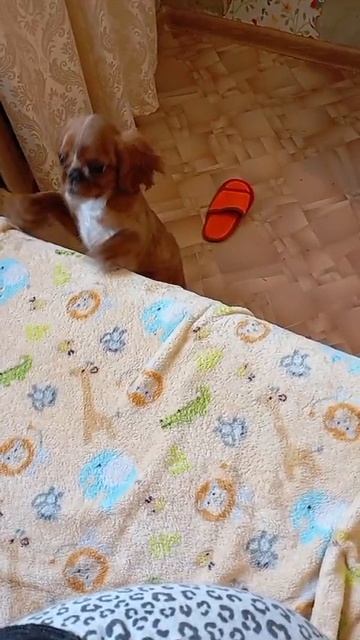 Наша собака Зайка ругается