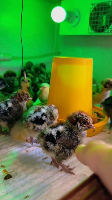Ура!🥳 у нас очередной вывод 🐥 #брекель #лакеданзи #брама #лакеданзи #бентамка #китайские #шелковые #