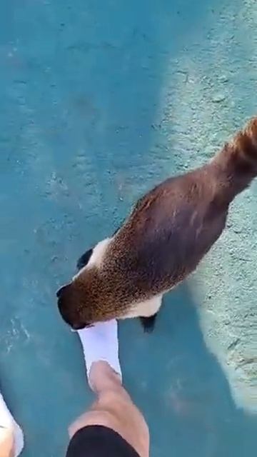 Coati likes to be petted #2