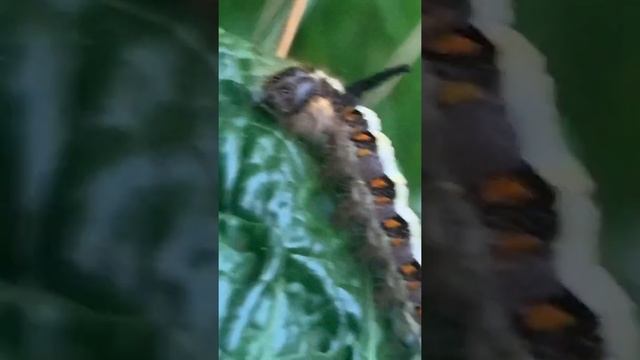 Grey dagger moth caterpillar and its extraordinary hair style!