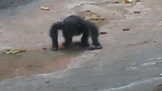 Baby Bonobo, bad mother