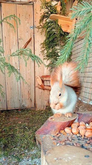 красивая белочка🐿️❤️🔥