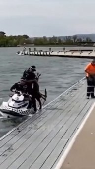 Морской кенгуру #Shorts