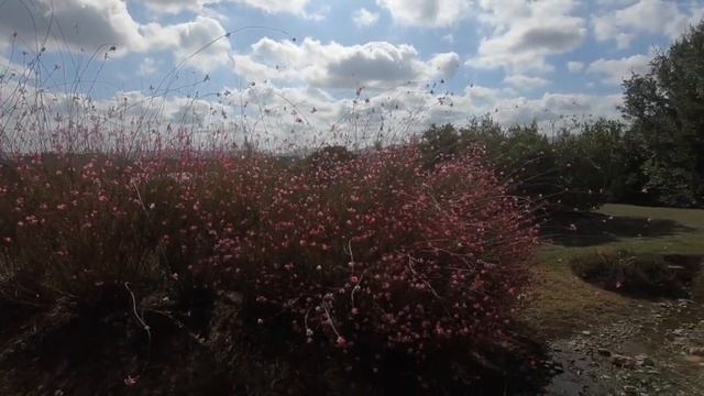 La Gaura BotanicalDryGarden