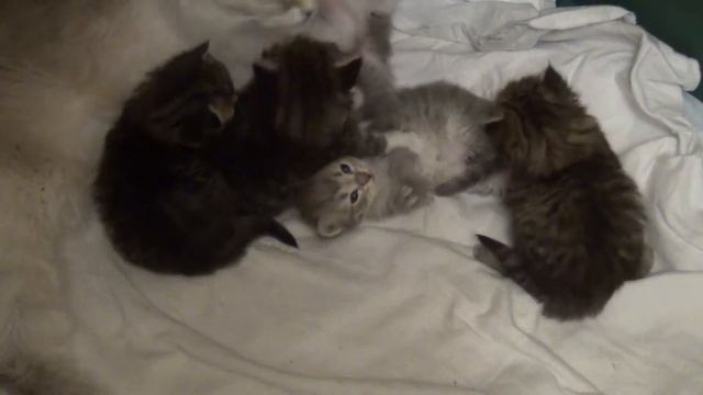 Kittens R Barselit 20 days - 1