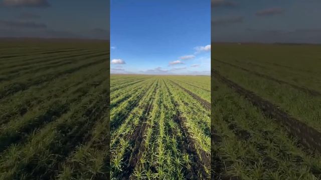 12.01.25 Озимая пшеница Белгородская область