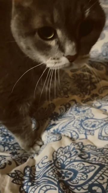 1 марта ! С днём кошек