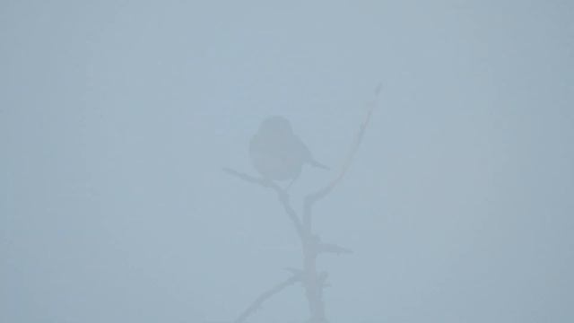 Кропив'янка сіра • Серая славка • Greater whitethroat • Sylvia communis