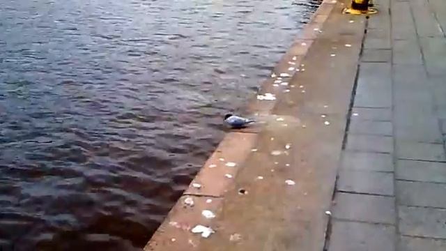 Чайки, не желающие разговаривать