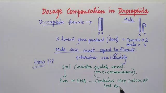 Dosage compensation in Drosophila