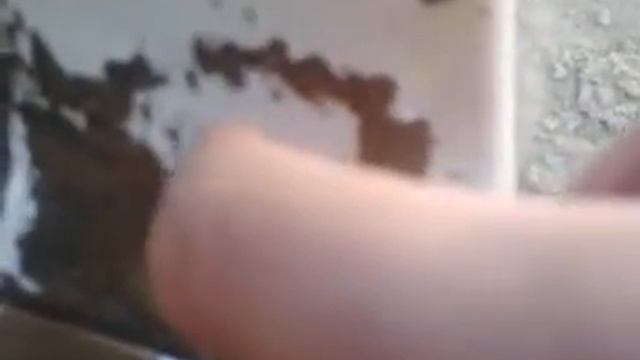 усердный жук бегун.3gp