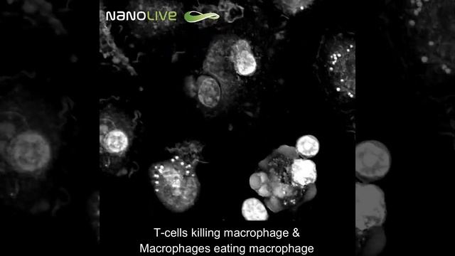 Label free Live Cell Imaging  T cells killing macrophage & macrophages eating macrophage