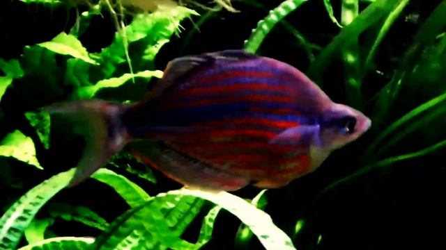 rainbowfish aquarium / planted tank update